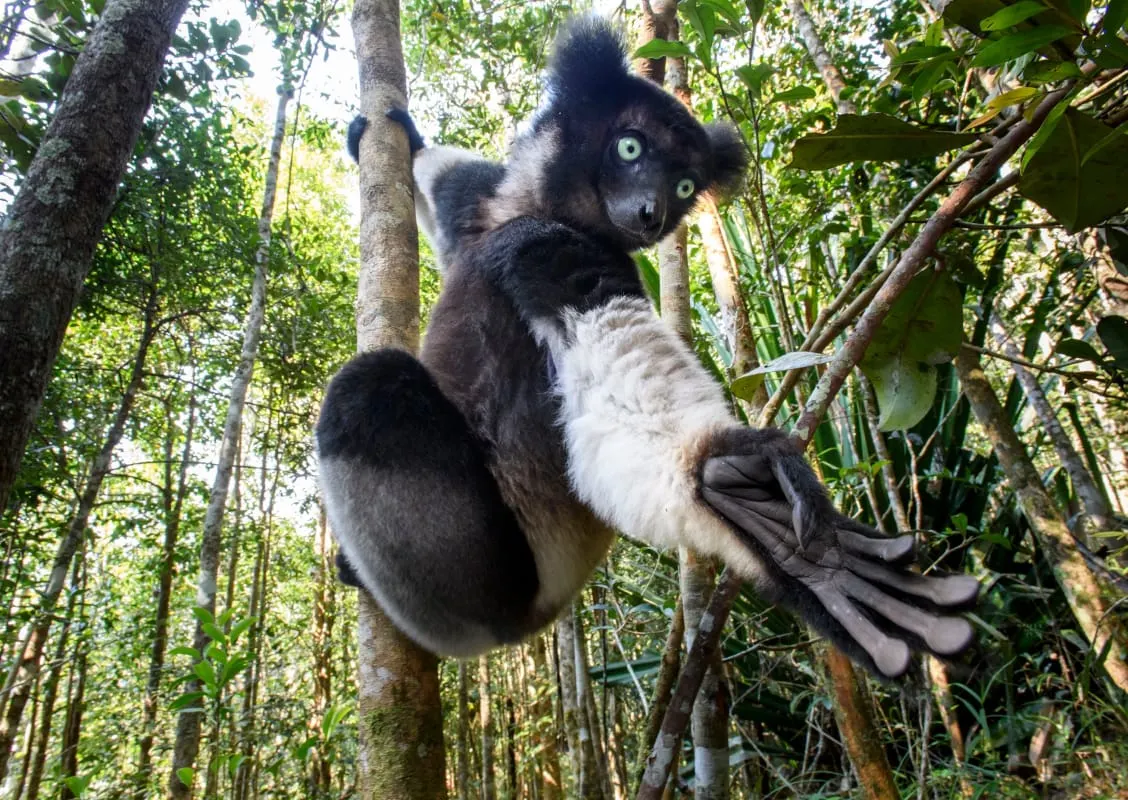 Rainforest to Beach Madagascar Honeymoon