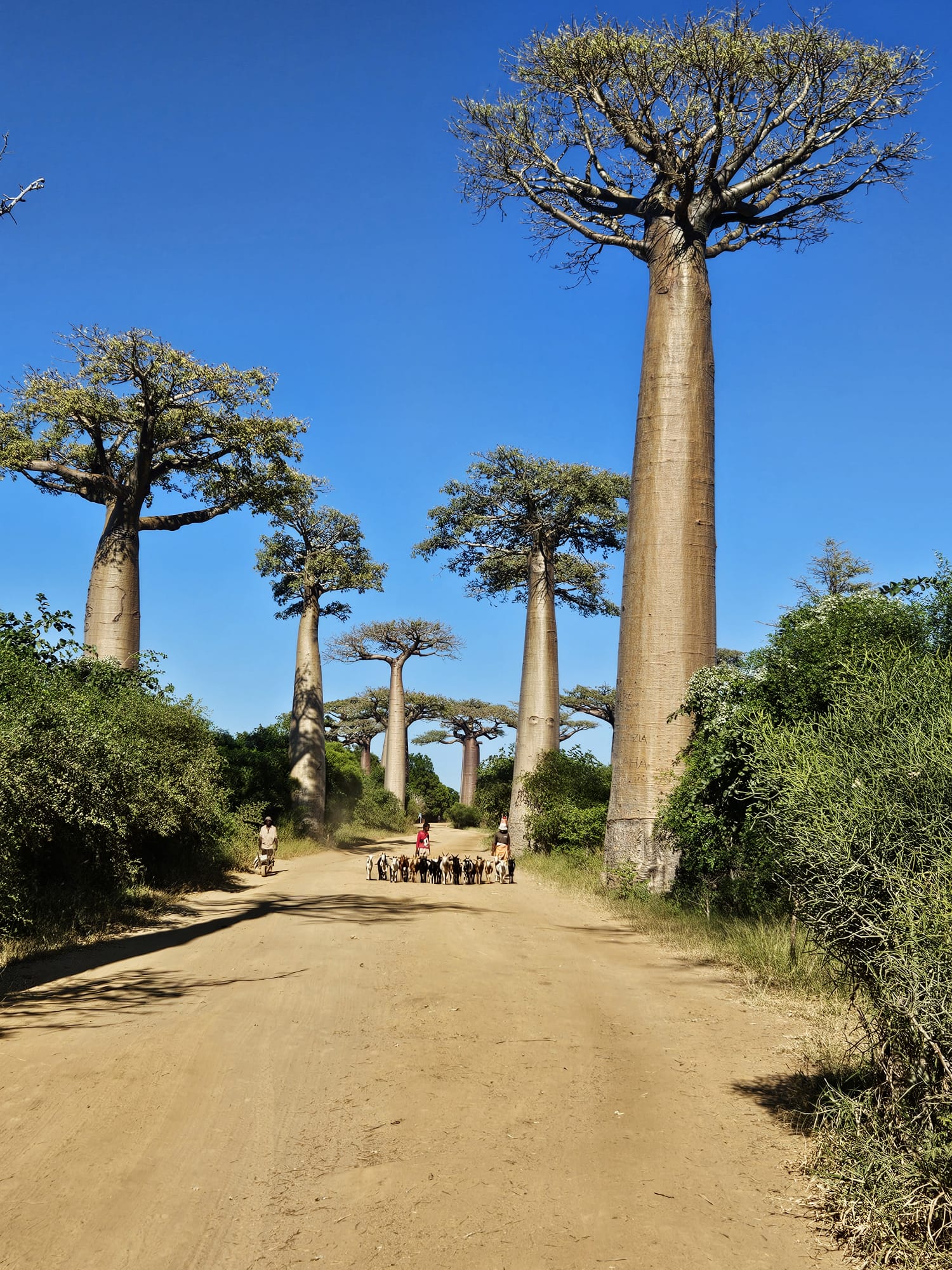 Western Madagascar Honeymoon Escape