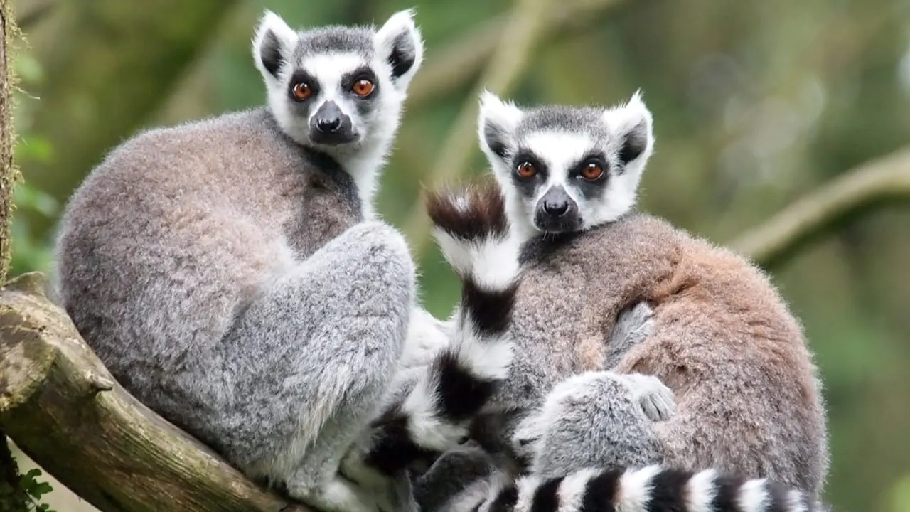Southern Madagascar Romantic Adventure