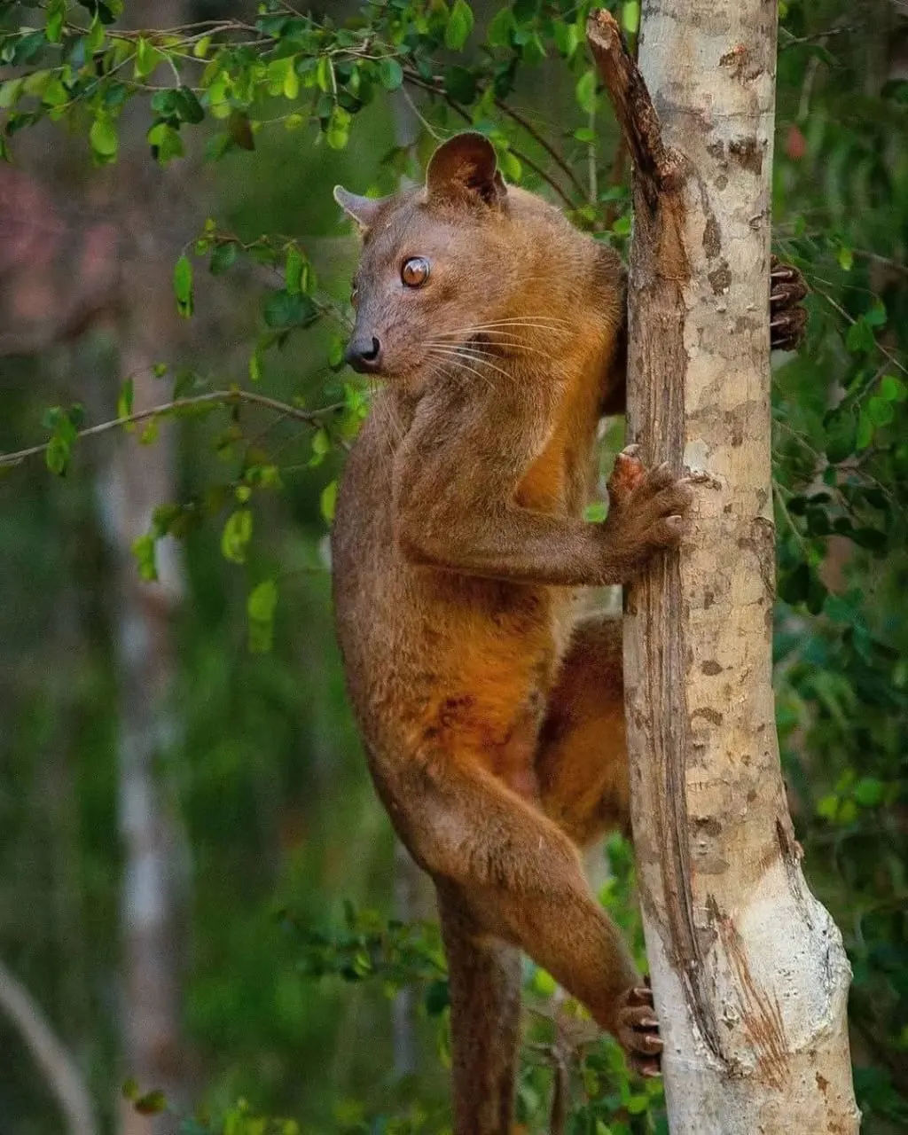 Western Wildlife & Fossa Search