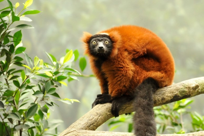 Nosy Komba